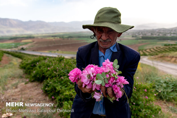 چیدن غنچه‏ های <a href='https://sayeb.ir/tag/%da%af%d9%84-%d9%85%d8%ad%d9%85%d8%af%db%8c'>گل محمدی</a> بایستی موقعی باشد که غنچه رسیده و در شرف باز شدن است. پس از چیدن، گلبرگها را سوا می کنند و در سایه خشک کرده و بعد آن را در شیشه سر بسته نگاهداری می نمایند