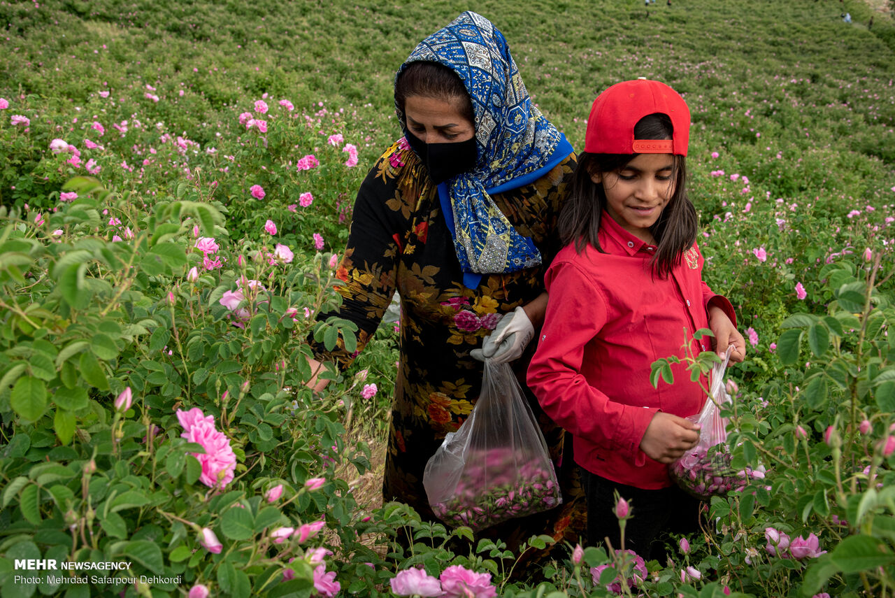 Harvesting damask rose in Chaharmahal and Bakhtiari 