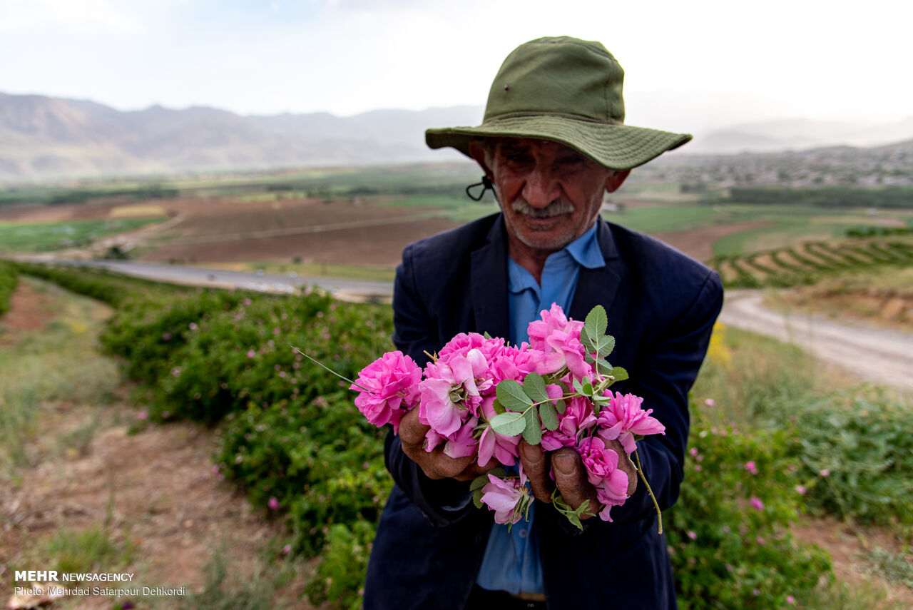 Harvesting damask rose in Chaharmahal and Bakhtiari 