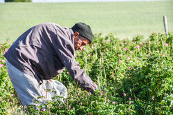 پروژه مدیریت مزرعه با همکاری ژاپنی‌ها در گلستان اجرا می شود
