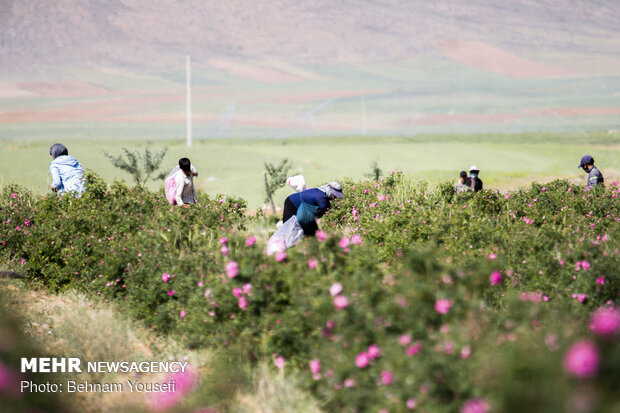 Damask roses farm in Markazi
