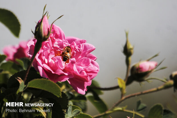 Damask roses farm in Markazi
