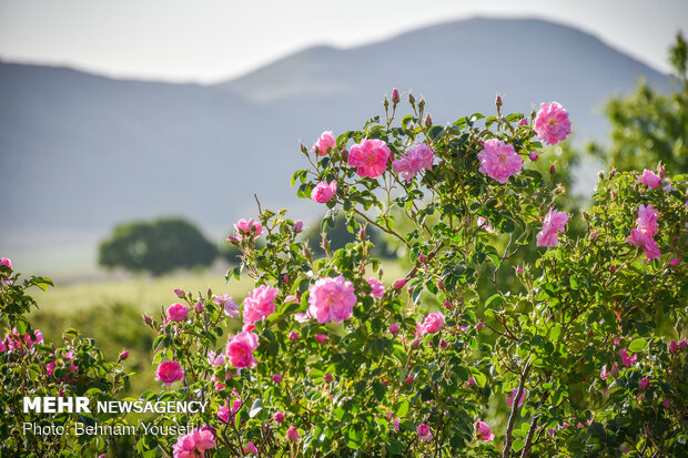 Damask roses farm in Markazi
