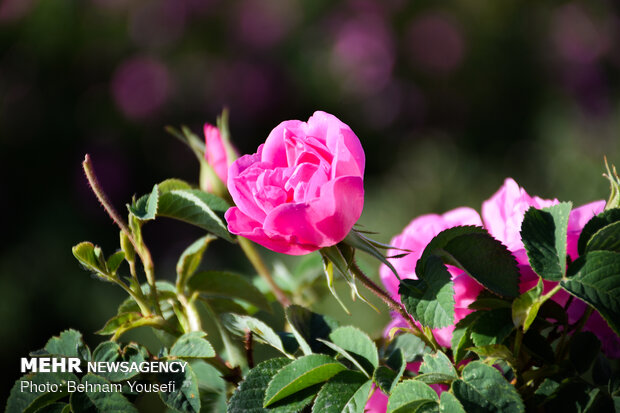 Damask roses farm in Markazi
