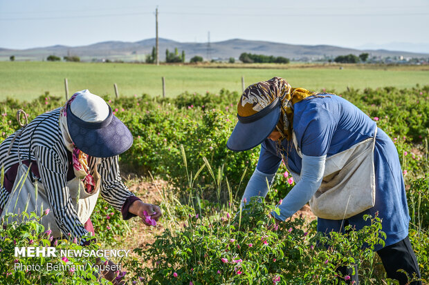 Damask roses farm in Markazi
