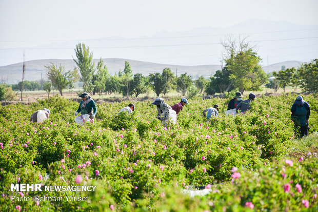 Damask roses farm in Markazi
