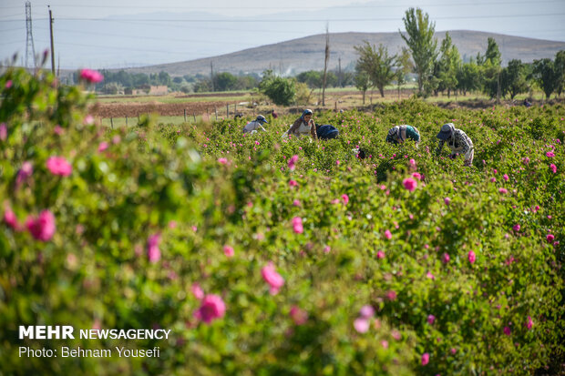 Damask roses farm in Markazi
