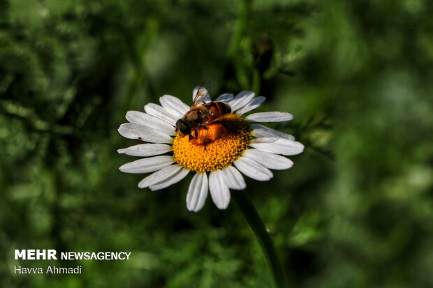 Harvesting Chamomile in N Iran