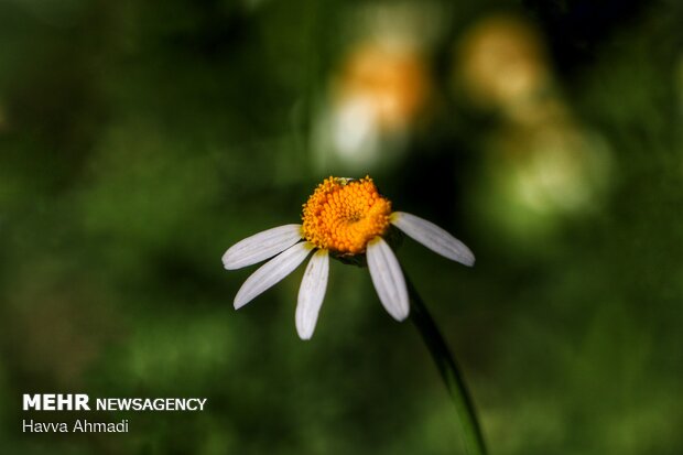 Harvesting Chamomile in N Iran