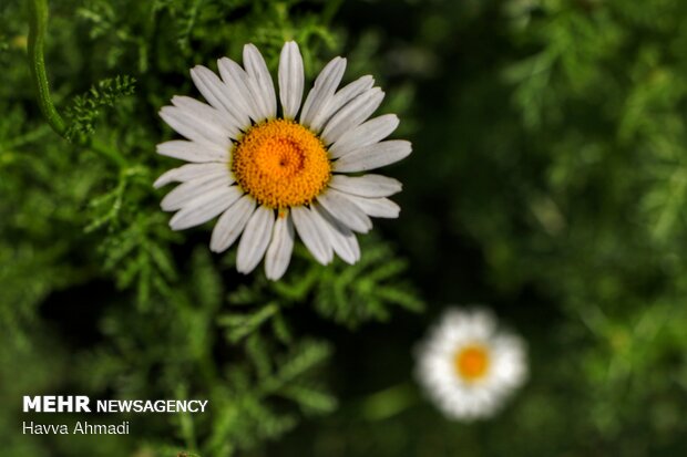 Harvesting Chamomile in N Iran