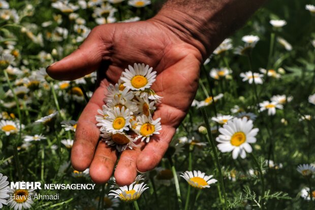 Harvesting Chamomile in N Iran