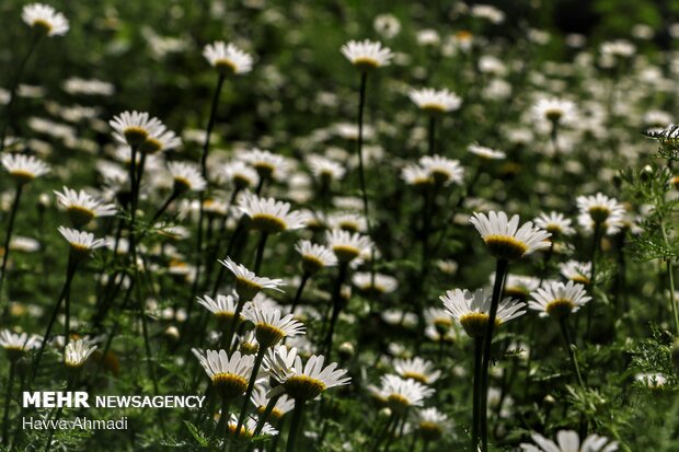 Harvesting Chamomile in N Iran