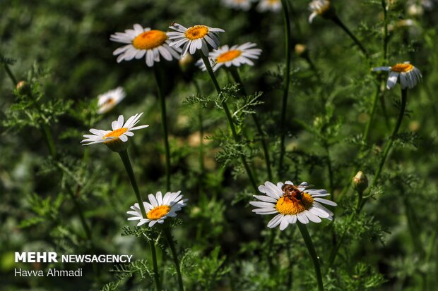 Harvesting Chamomile in N Iran