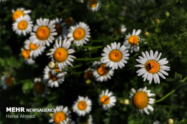 Harvesting Chamomile in N Iran