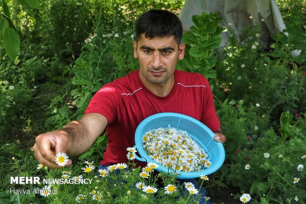 Harvesting Chamomile in N Iran