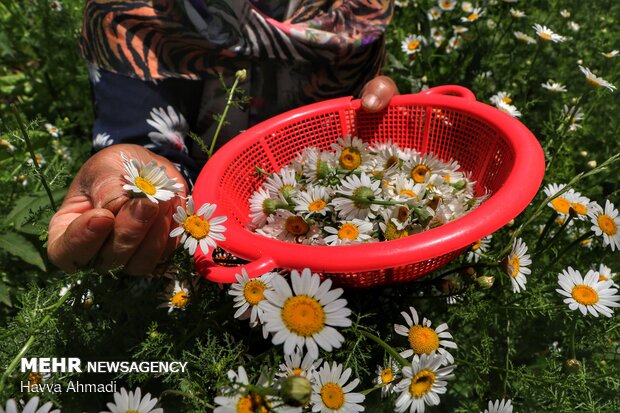 Harvesting Chamomile in N Iran