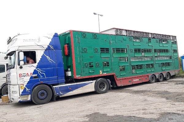 خبر تلف شدن ۶۱۰ رأس دام سبک در مرز آستارا کذب است