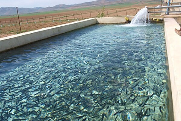 افزایش تغذیه آب کشاورزی با پرورش ماهی در سدها و بندها