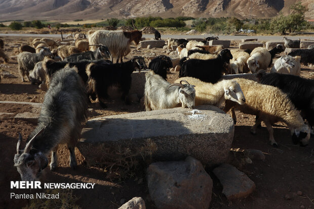 نبود حفاظ و ناآگاهی اهالی موجب ورود دام ها به محوطه این قبرستان های تاریخی می شود