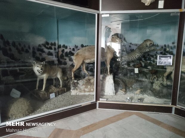 موزه حیات وحش محیط زیست شاهرود