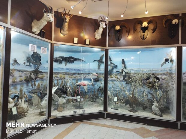 موزه حیات وحش محیط زیست شاهرود