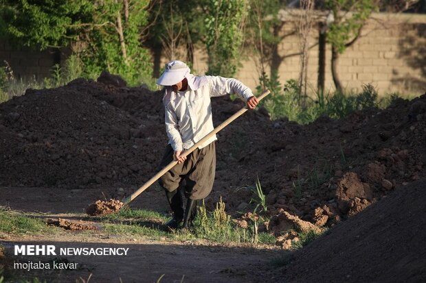  تولید نهال در نهالستان های ایلام