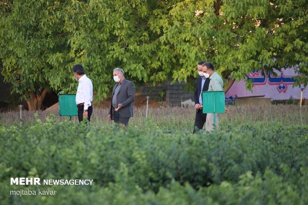  تولید نهال در نهالستان های ایلام