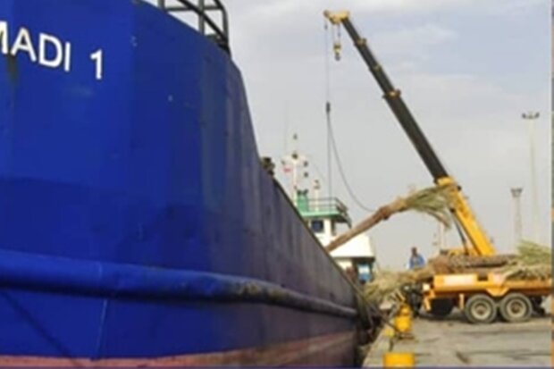 توسعه صادرات از گناوه به کویت/ محموله بزرگ درختان نخل بارگیری شد
