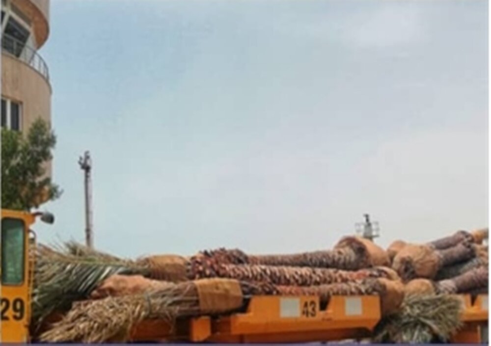 توسعه صادرات از گناوه به کویت/ محموله بزرگ درختان نخل بارگیری شد
