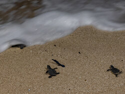 Newly-hatched turtles go back to sea on Qeshm Island