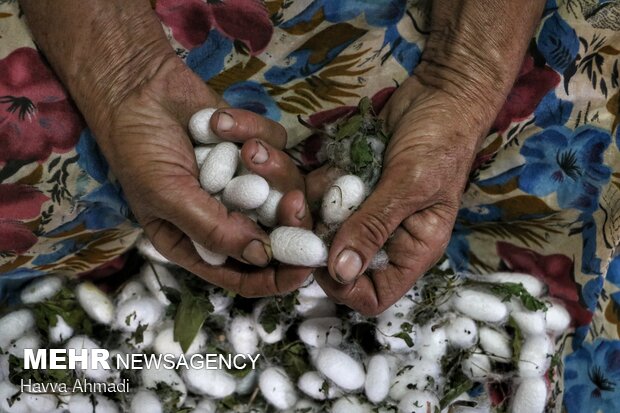 Silkworm breeding in N Iran
