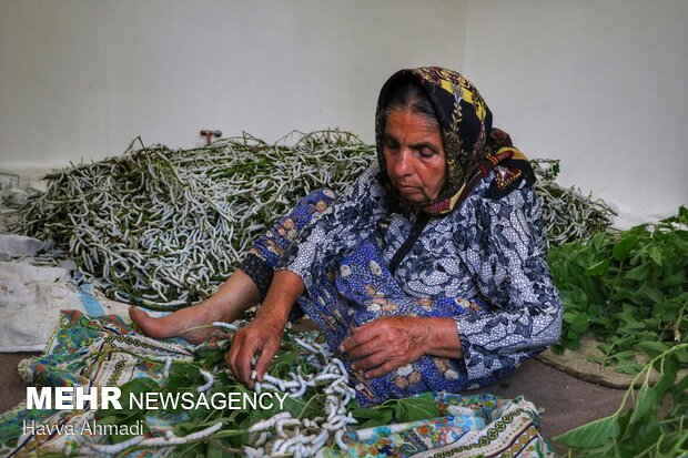 Silkworm breeding in N Iran
