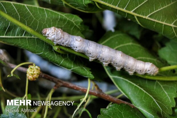 Silkworm breeding in N Iran
