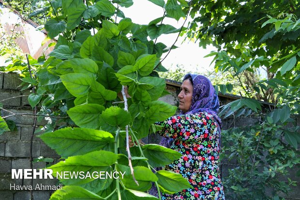 Silkworm breeding in N Iran
