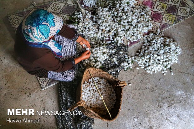 جدا سازی کرک و تمیز نمودن پیله ها