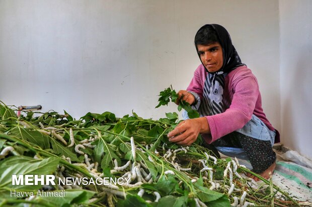 Silkworm breeding in N Iran
