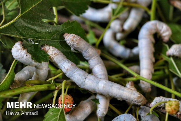 Silkworm breeding in N Iran
