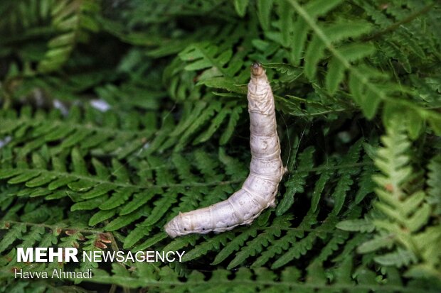 Silkworm breeding in N Iran
