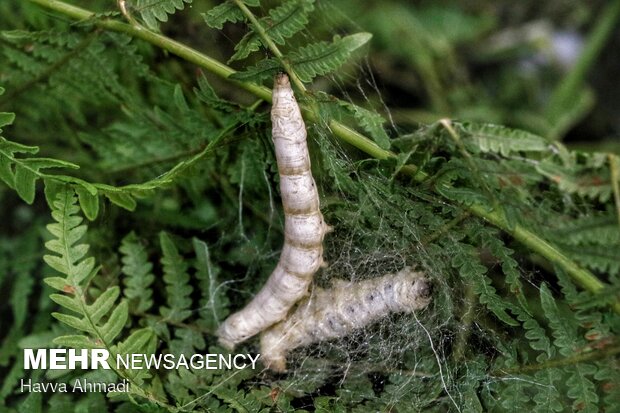 Silkworm breeding in N Iran
