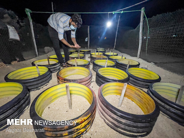 Newly-hatched turtles go back to sea on Qeshm Island