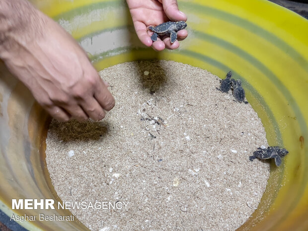 Newly-hatched turtles go back to sea on Qeshm Island