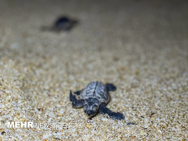 Newly-hatched turtles go back to sea on Qeshm Island