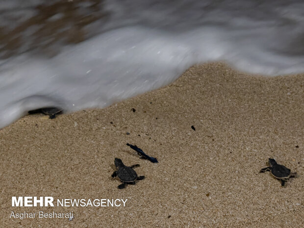 Newly-hatched turtles go back to sea on Qeshm Island