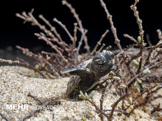 Newly-hatched turtles go back to sea on Qeshm Island