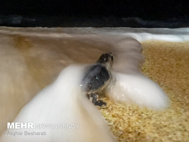 Newly-hatched turtles go back to sea on Qeshm Island