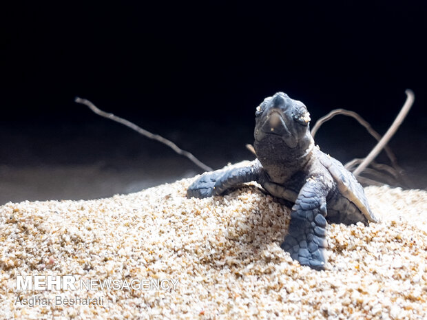 Newly-hatched turtles go back to sea on Qeshm Island