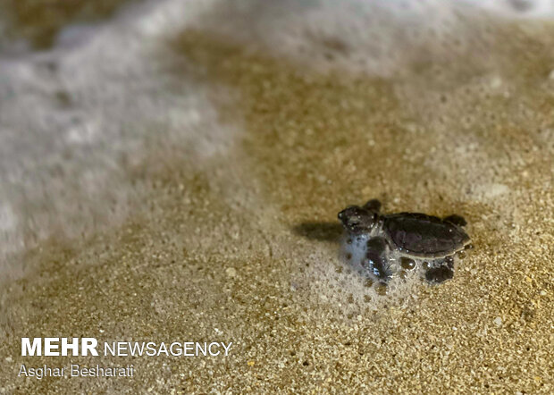 Newly-hatched turtles go back to sea on Qeshm Island