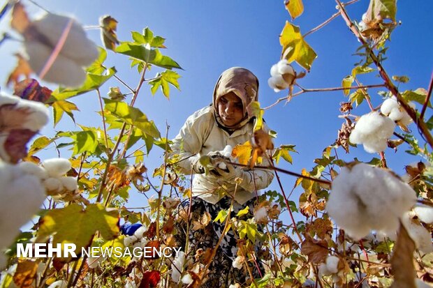 احیای تولید پنبه در مزارع شمال استان اردبیل 