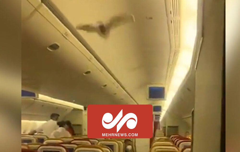 وحشت مسافران از ورود خفاش به داخل هواپیما