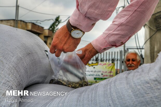 ۶ هزار تن کلزا در مازندران خریداری شد